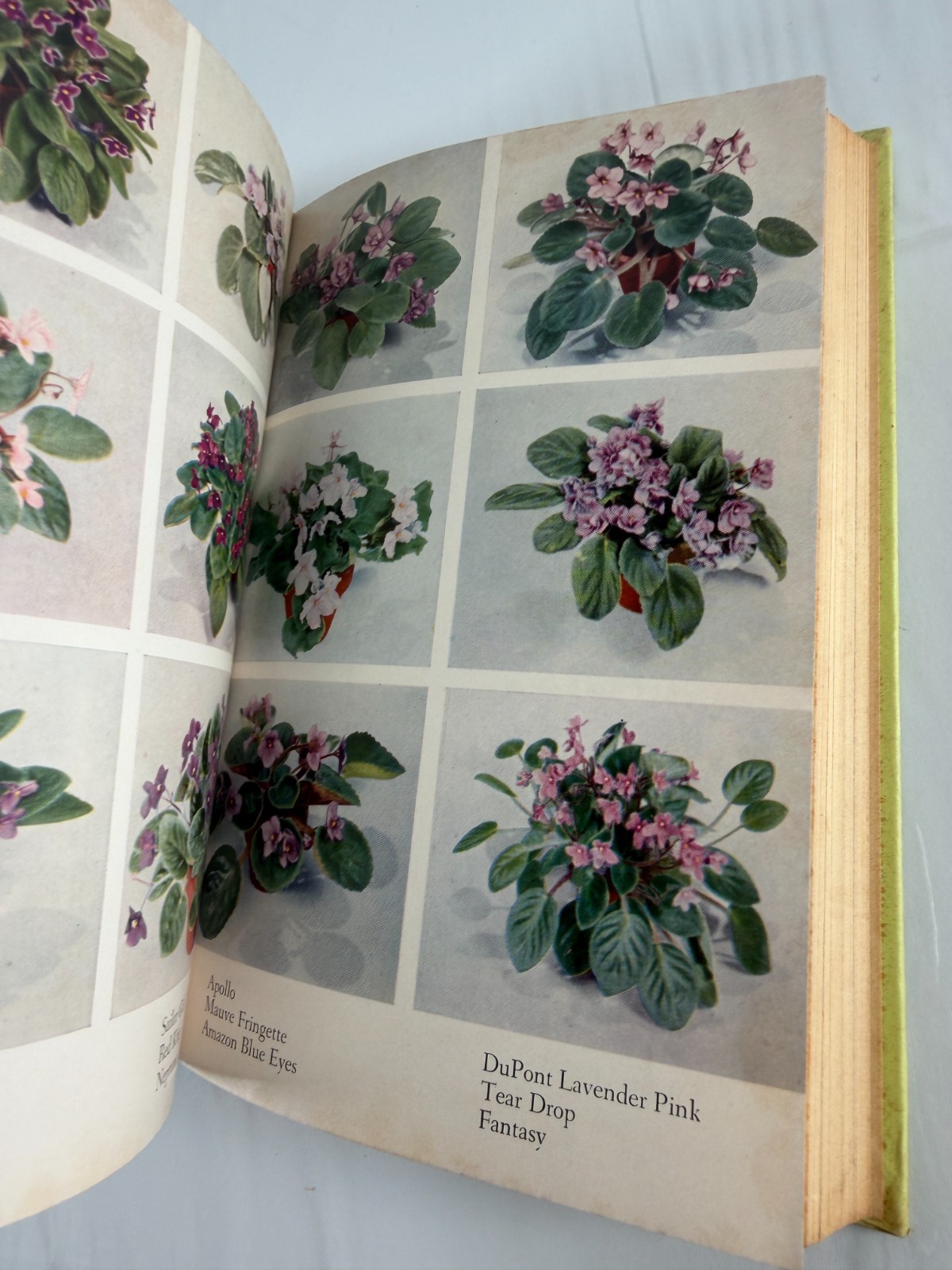 Book of African Violets by Helen Van Pelt Wilson 1953 4th Print HCDJ